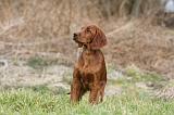 SETTER IRLANDAIS 233